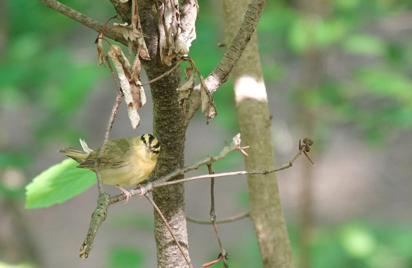 Worm-eating Warbler