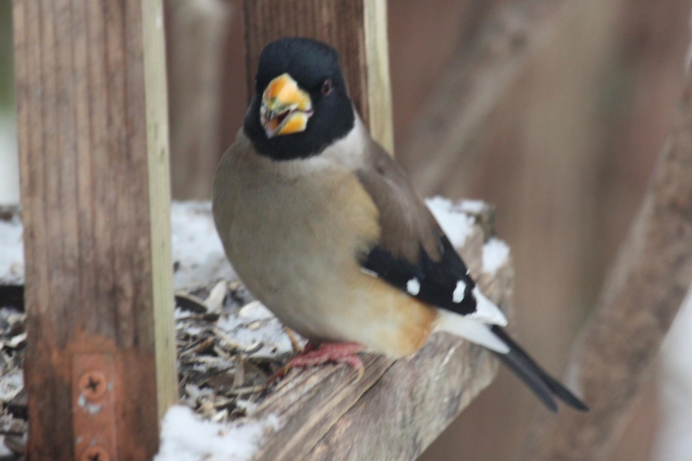 Chinese Grosbeak