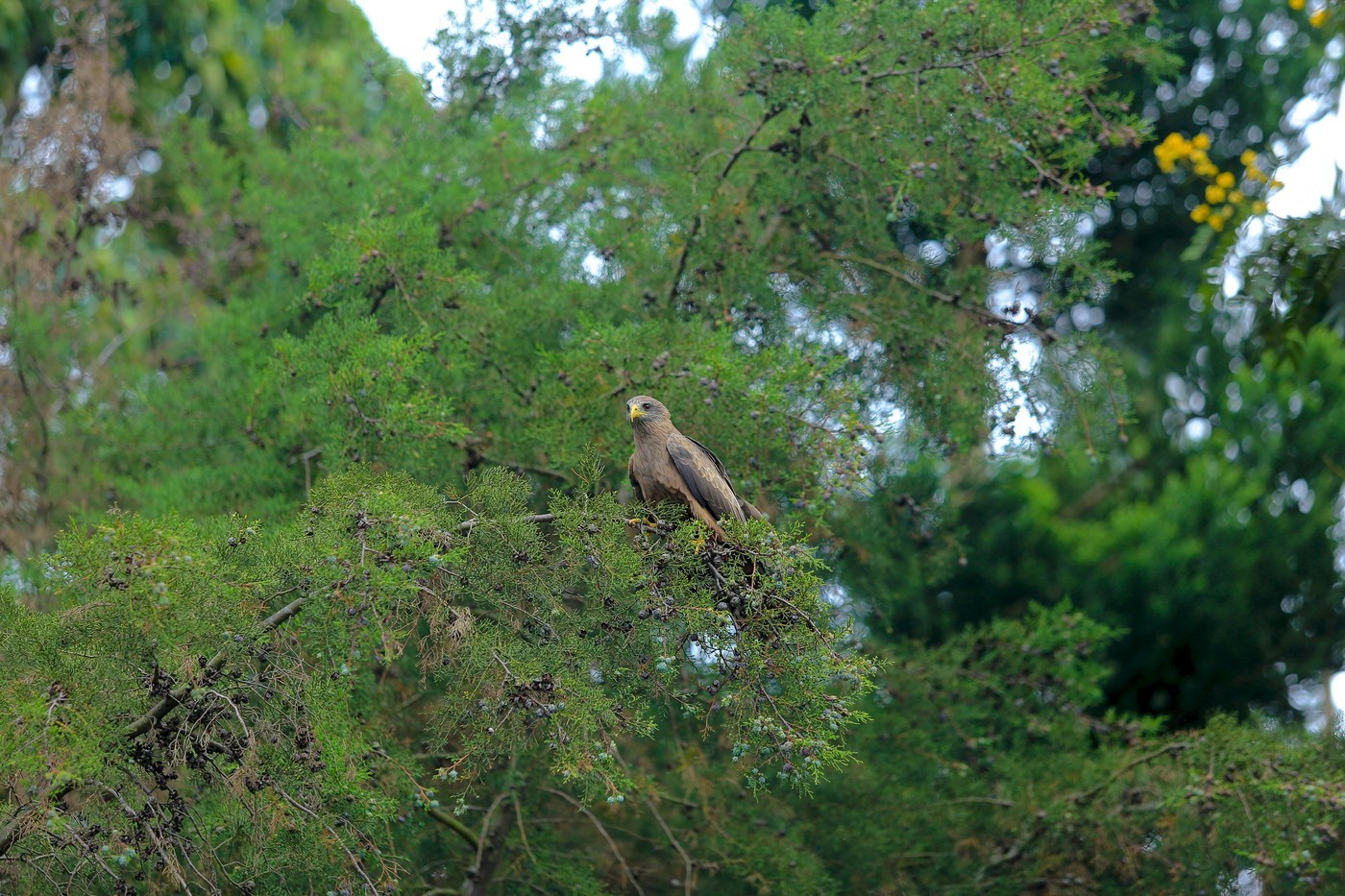 Yellow-billed Kite