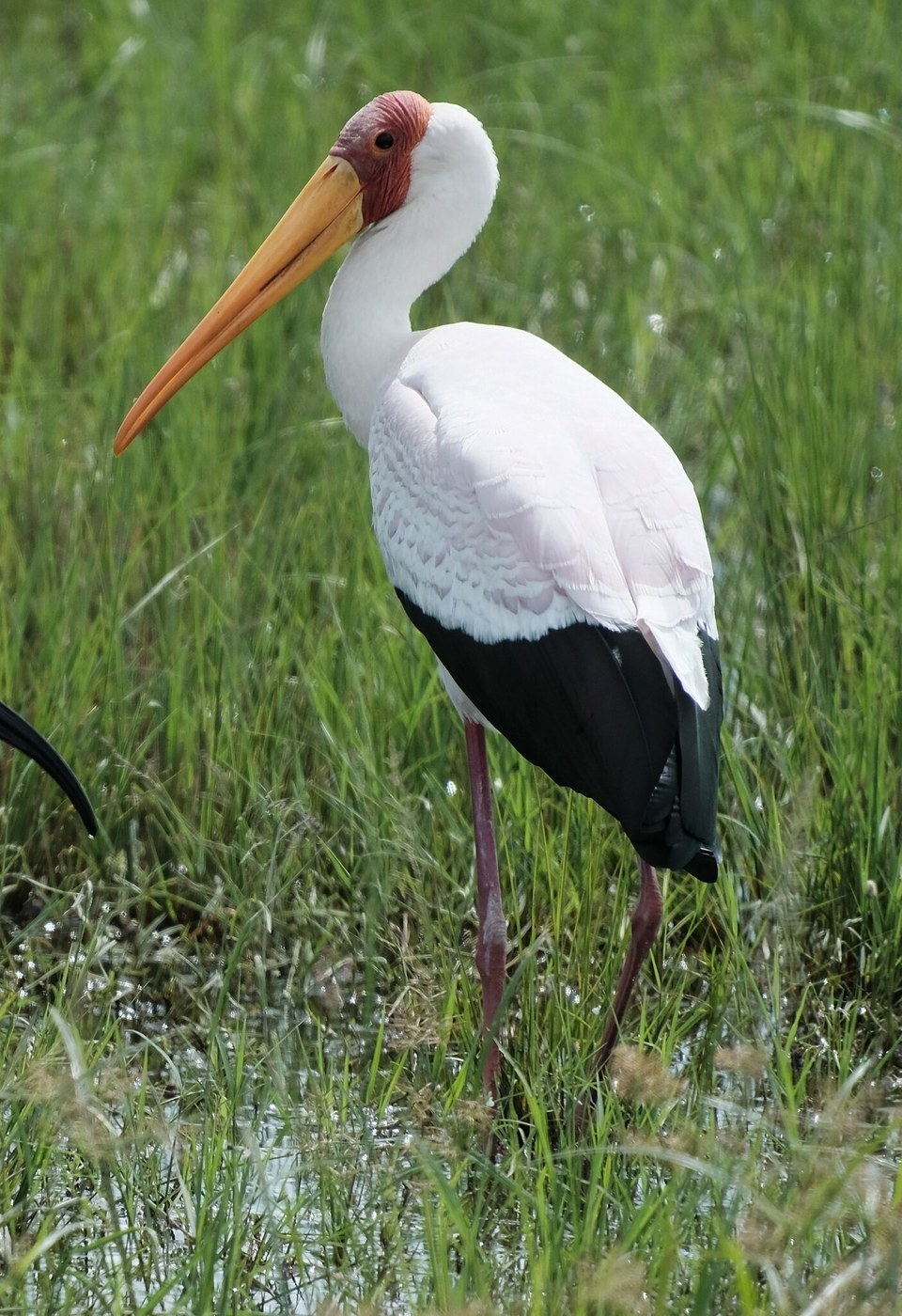Yellow-billed Stork