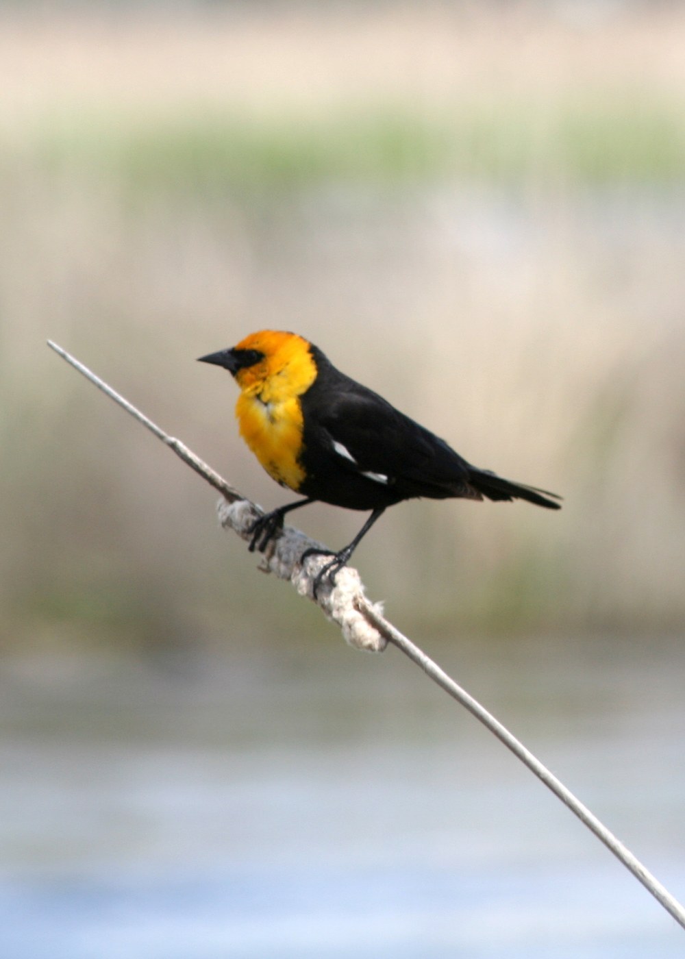 Yellow-headed Blackbird