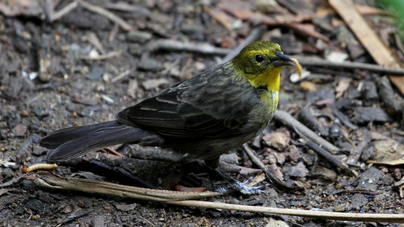Yellow-hooded Blackbird