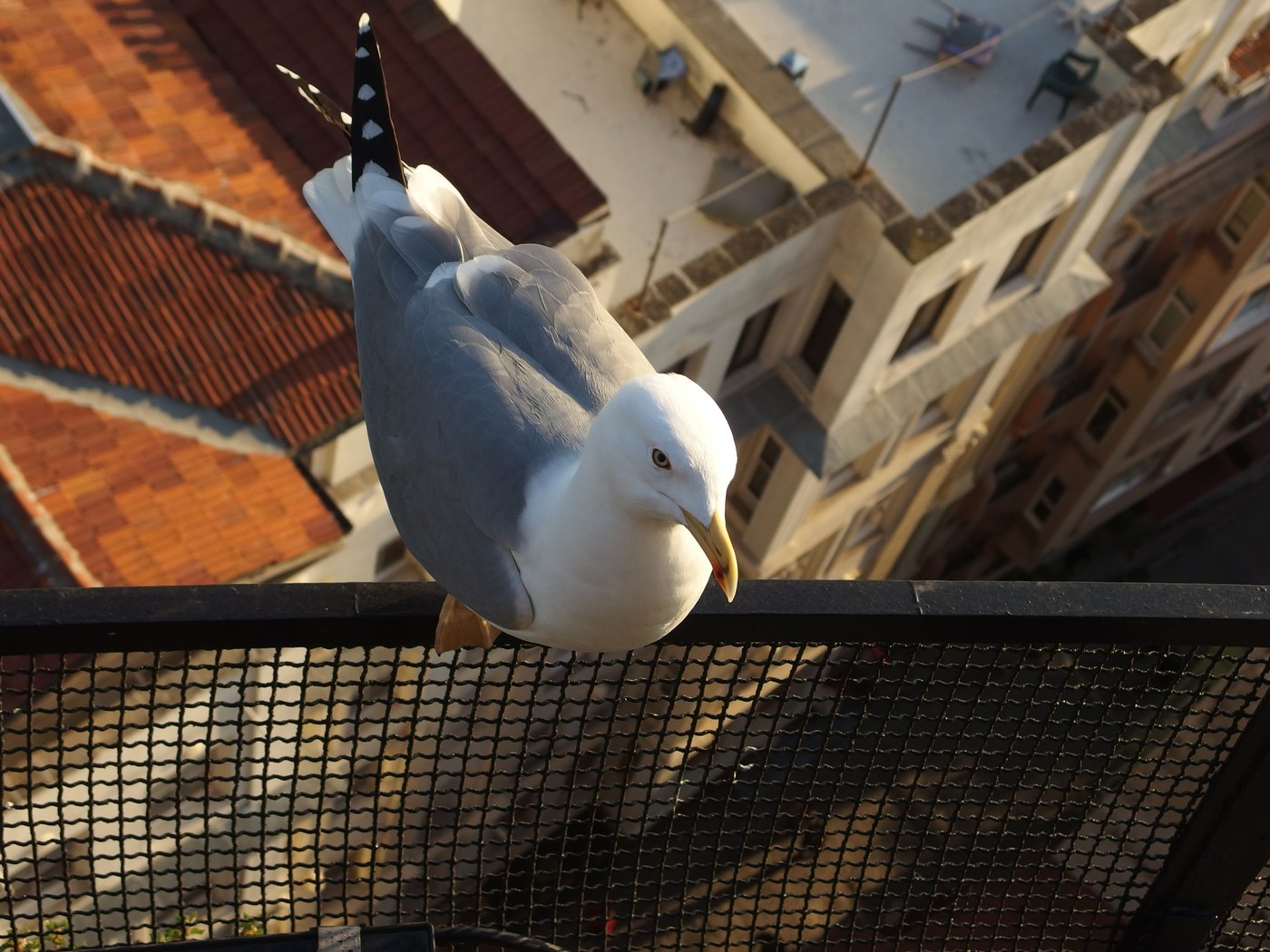 Yellow-legged Gull