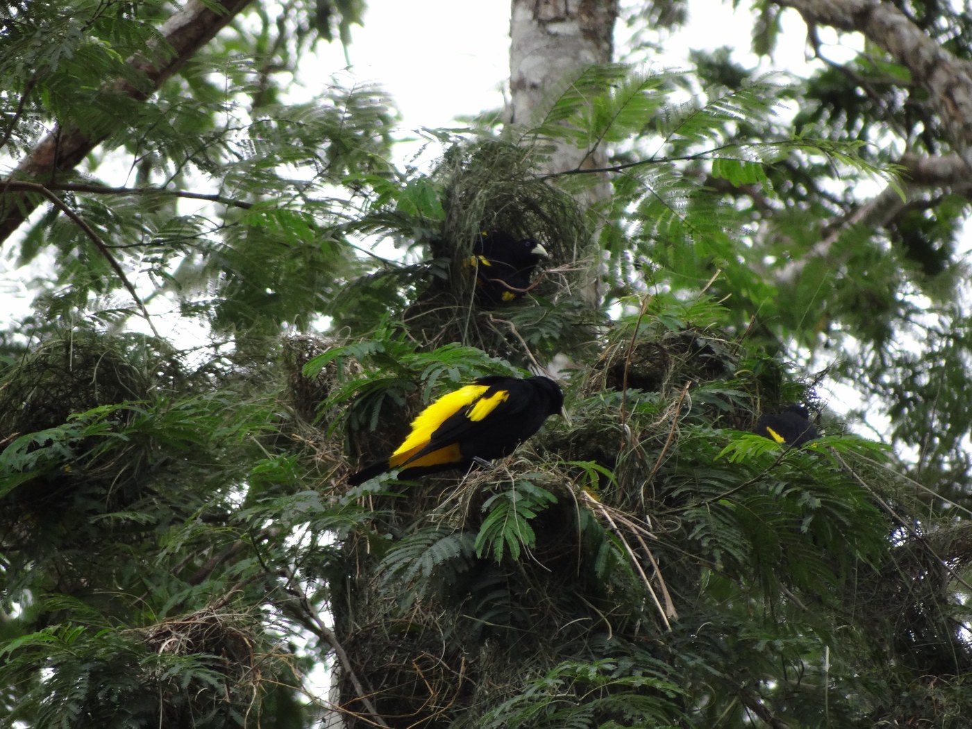 Yellow-rumped Cacique