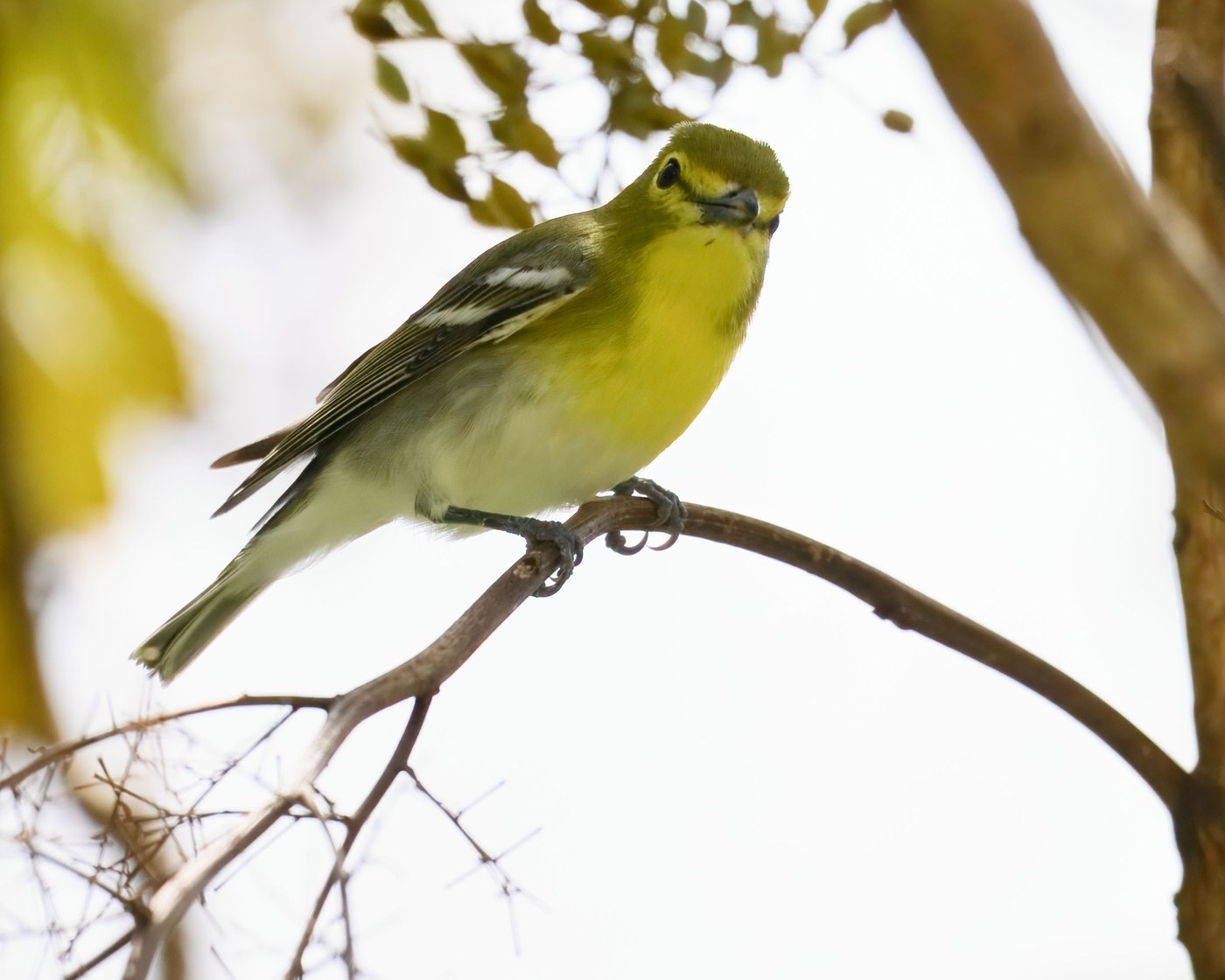 Yellow-throated Vireo