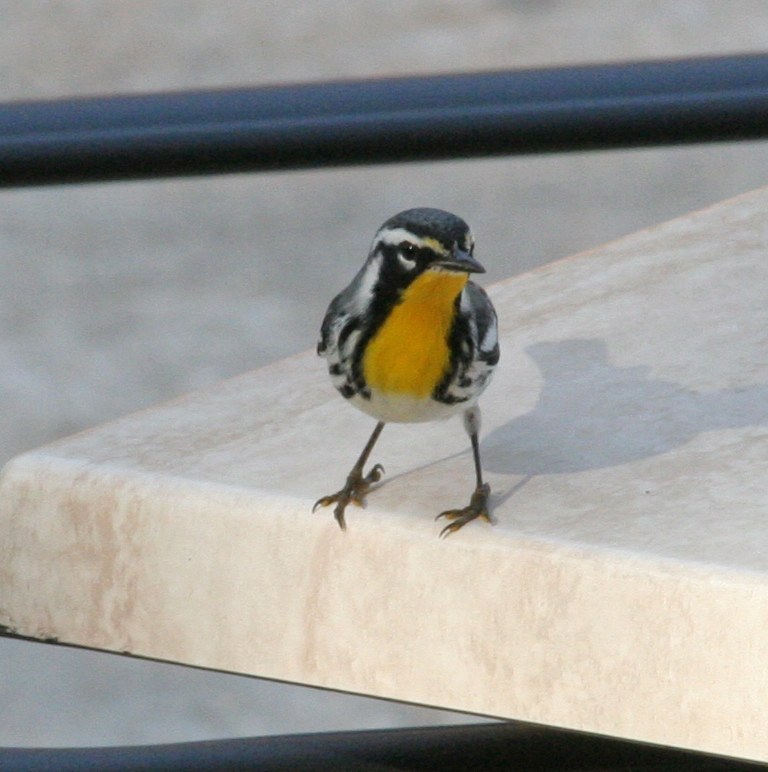 Yellow-throated Warbler