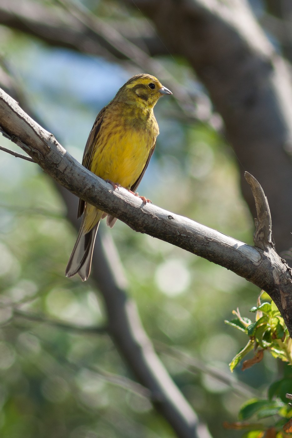 Yellowhammer