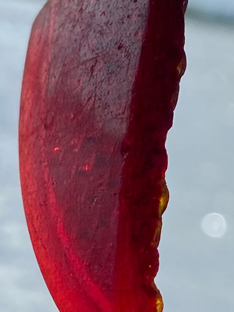 Not a diamond; appears to be a piece of organic matter such as a slice of beetroot or similar root vegetable. - Irregular slice