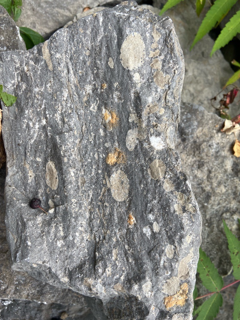 Not a diamond (host rock / matrix sample, likely containing fossils or mineral spots, not gem-quality diamondiferous kimberlite or cut diamond) - Not applicable (raw rock matrix)