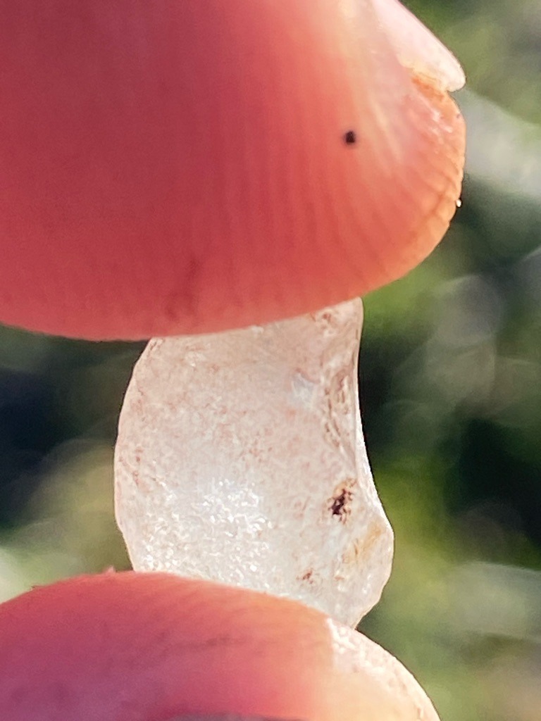 Natural rough diamond - Rough crystal, uncut irregular/distorted form