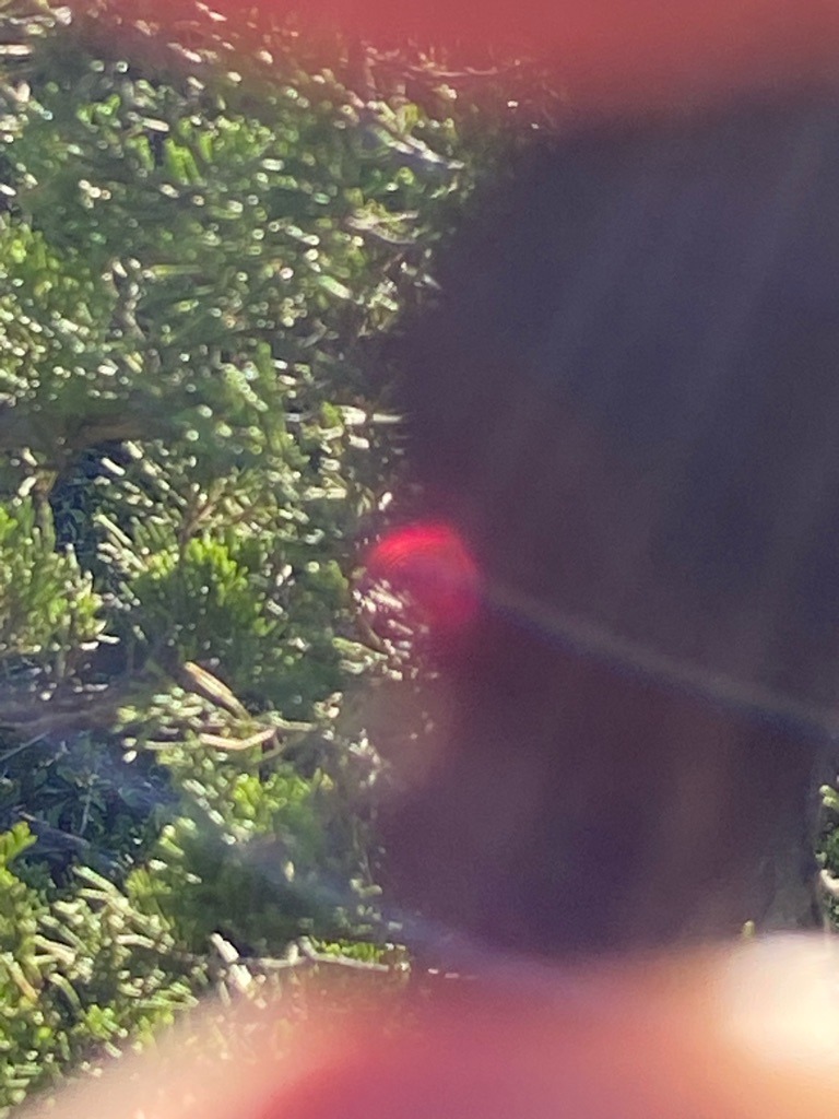 Unable to determine (image is heavily obscured, out of focus, and obstructed by greenery and lighting artifacts) - Unable to determine