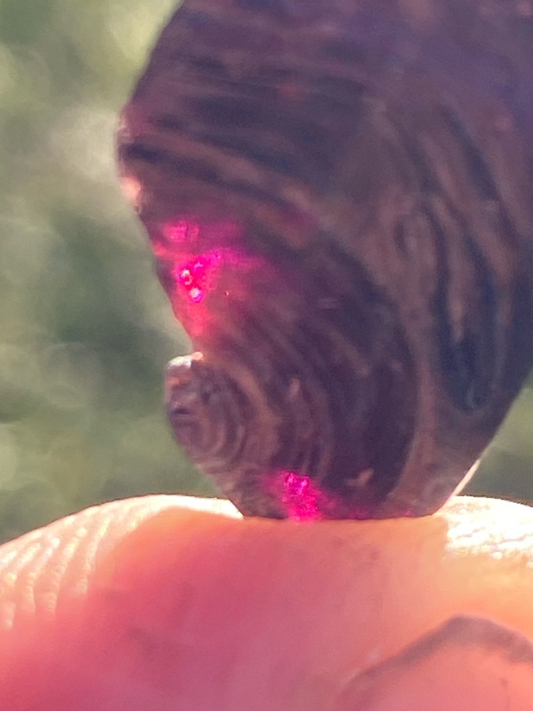 Not a diamond; appears to be an organic or non-gemstone specimen such as a fossil, shell, or wood fragment illuminated by red light - Irregular, organic shape (not faceted)