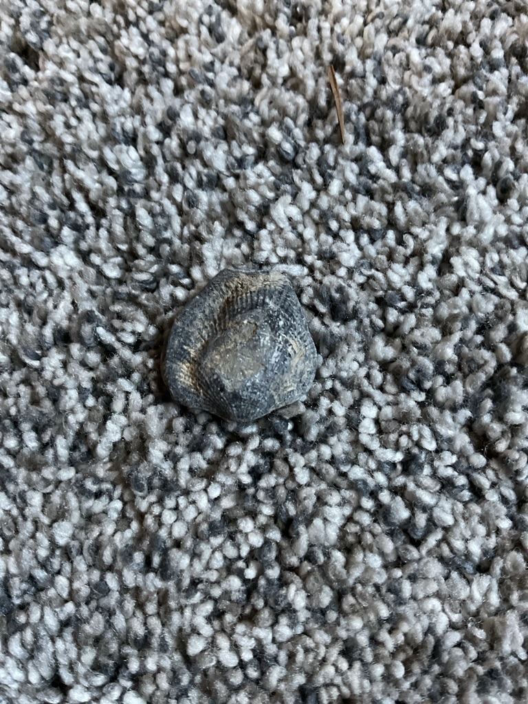 Non-diamond (Rock/Fossil) - Irregular/Rough