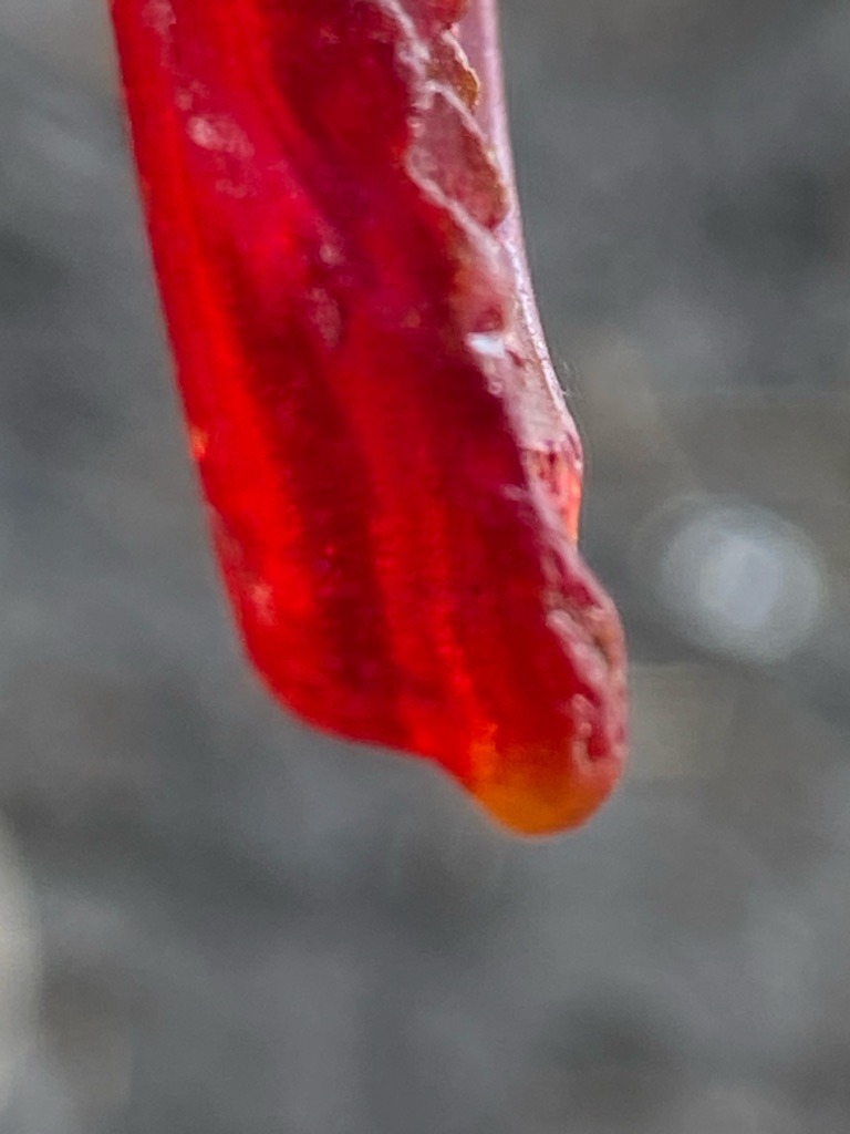 Not a diamond; this image displays a root vegetable slice, specifically a red beet (Beta vulgaris). - Irregular organic slice