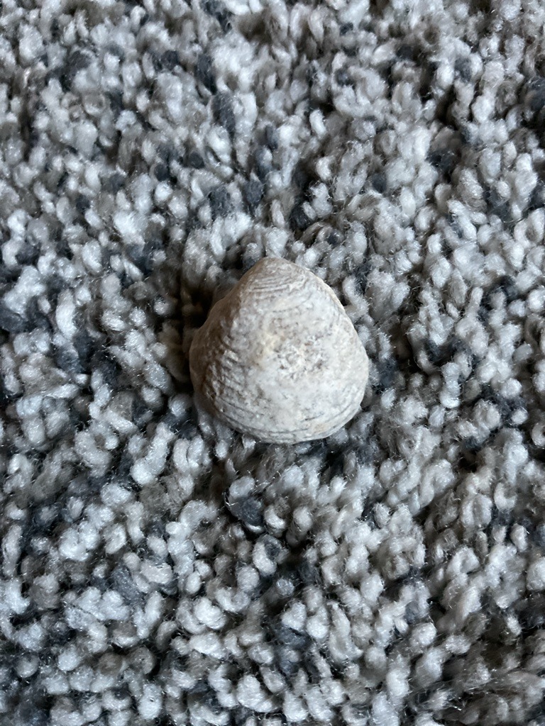 Non-diamond (Fossilized Brachiopod or Mollusk) - Natural/Uncut (Biological form)