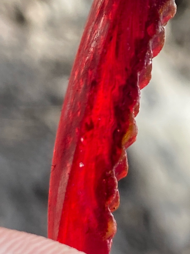 Not a diamond; appears to be a red organic or crystalline material, possibly coral or a specialized gemstone specimen. - Irregular, raw cabochon or organic formation