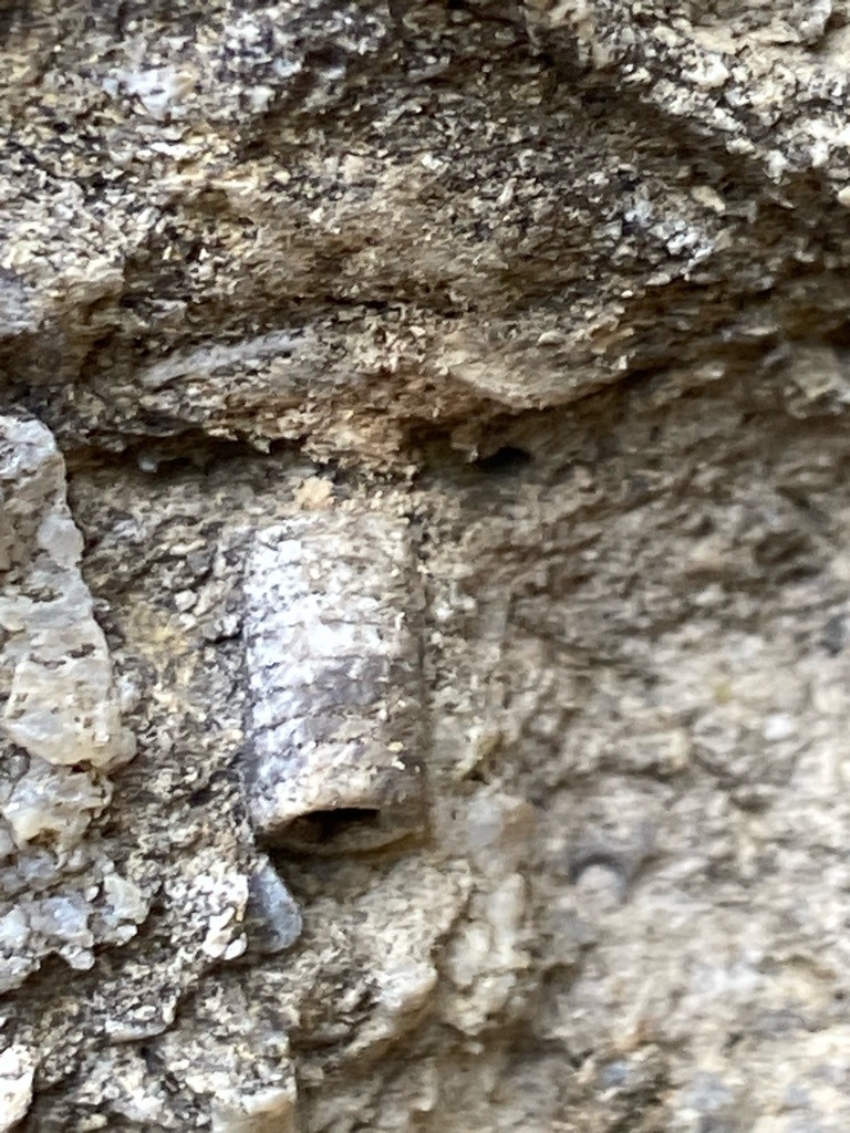 Not a diamond (appears to be a fossil crinoid stem embedded in matrix rock) - N/A - Tubular fossil structure
