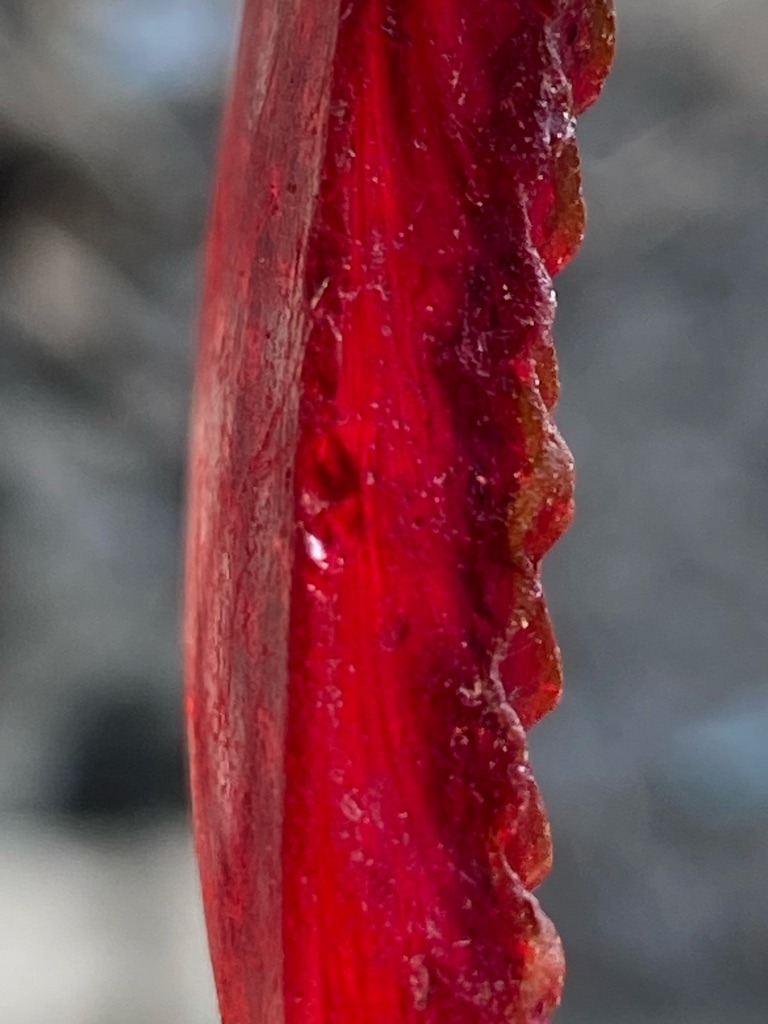 Not a diamond; this image displays a slice of organic material, likely a red vegetable such as a beet root, showing its fibrous internal structure rather than a crystalline diamond. - Not applicable