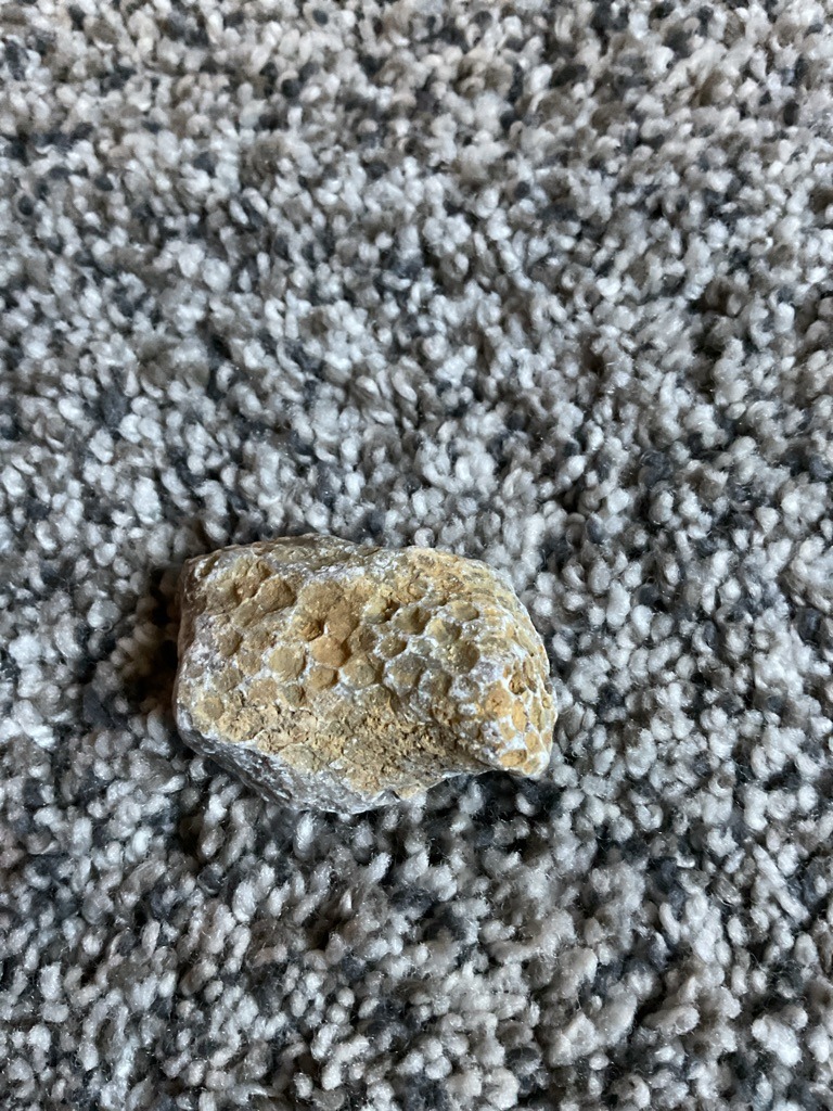 Non-diamond mineral (Likely Fossilized Coral or Sedimentary Rock) - Rough/Uncut (Natural amorphous specimen)