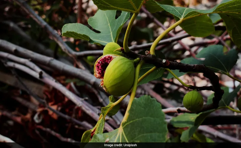 Fig Trees: Kya Yeh Hain Carbon Capture Ka Naya Raasta?