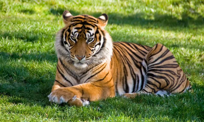 MP Tigers Ki Gene Mapping! Kya Hai Naya Plan?