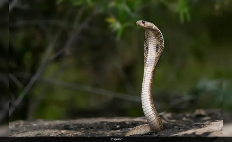 Wahh! Roshni ne Pakda 15 feet ka Cobra!