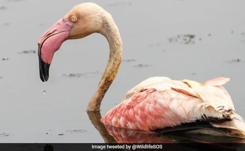 Dilli Mein 160+ Birds! Kya Mast News Hai!
