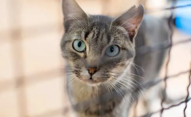 Billi Lover: Aadmi Ne Property Billi Ke Naam Kar Di!