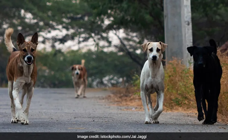 BBMP ka Mast Plan: Dogs ko Milega Daily Chicken Rice!
