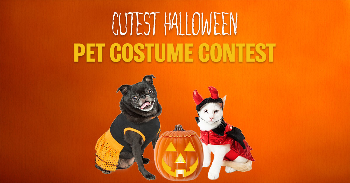  Most Popular Pets At Home Halloween Competition 16+ Most Popular Pets At Home Halloween Competition