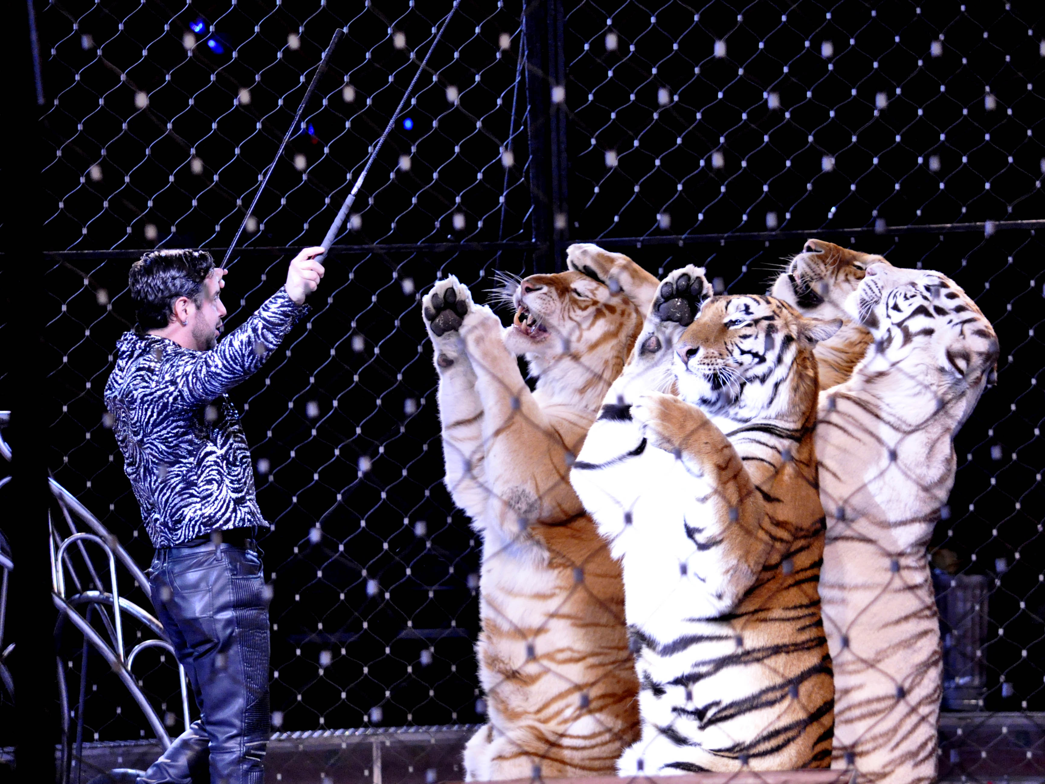 Photo 7 of 60 Top 60 Images From the Beja Shrine Circus 2015 in Green