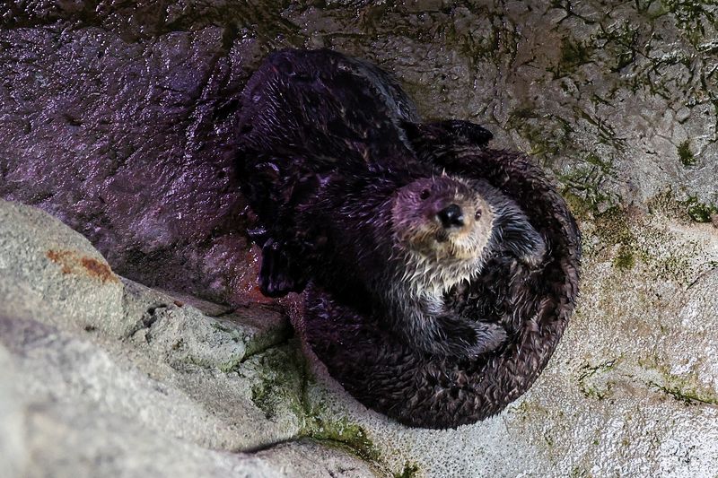 Stranded sea otter pups paired with surrogate moms at California ...