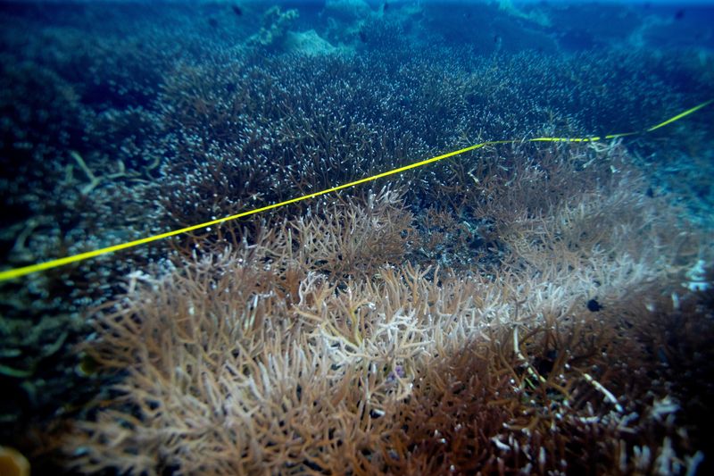 The world’s coral reefs are bleaching. What does that mean? | WTAQ News ...