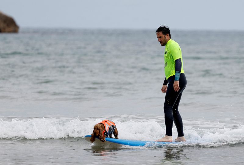 Perros destrozan las olas en una competición de surf en el norte de España |  WTAQ Noticias Charla |  97.5FM · 1360AM