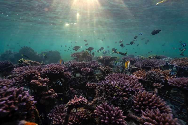 Indonesia and US seal $35 million coral reef debt swap | WTVB | 1590 AM ...