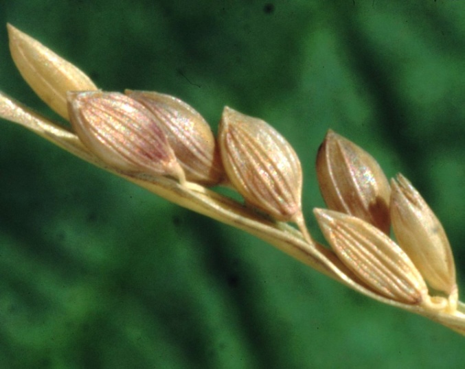 C:\Users\admin\Desktop\Close-up-Fonio-grains.jpg