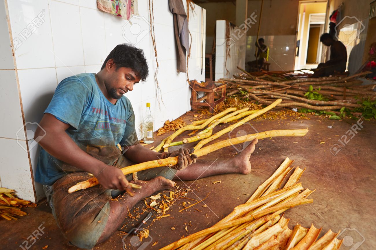 HIKKADUWA, SRI LANKA - July 11: Man Is Processing Branches Of ...