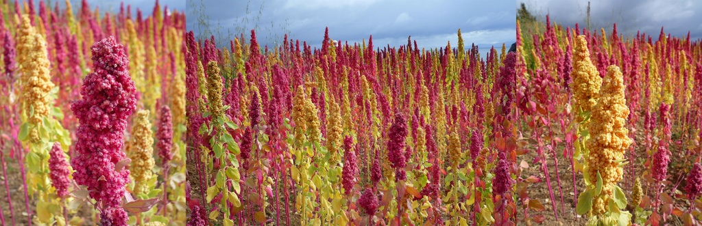 C:\Users\admin\AppData\Local\Microsoft\Windows\Temporary Internet Files\Content.Word\quinoa-col.jpg