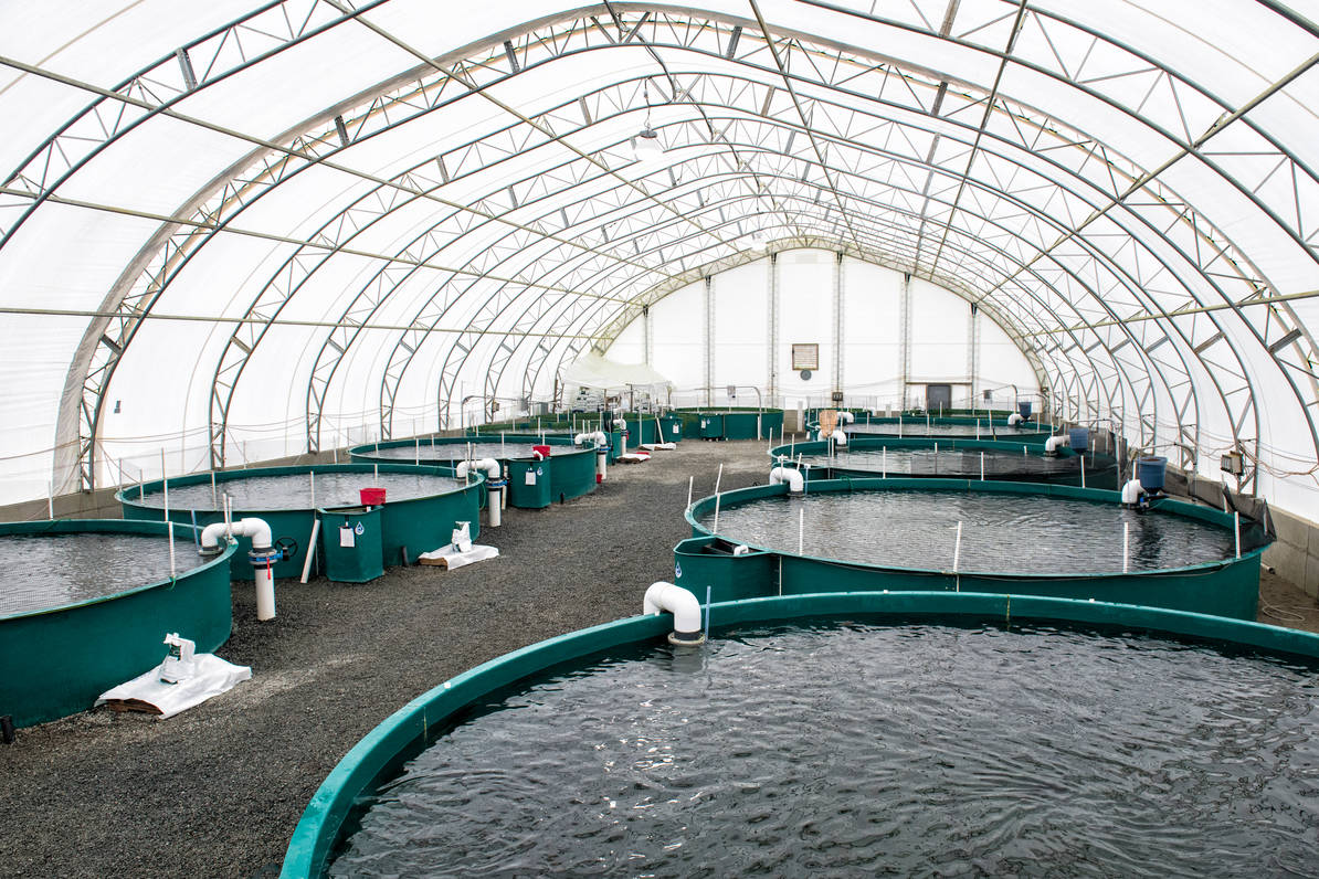 LETTER TO THE EDITOR: Fish farming done responsibly – Nanaimo News ...