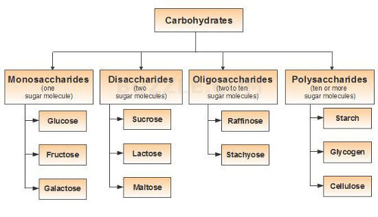 Image result for carbohydrates classification