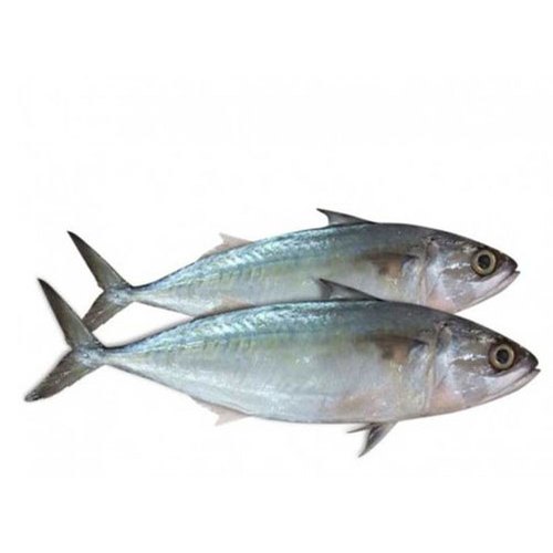 Fresh Mackerel Fish, Packaging Type: Thermocol Box, Rs 280.00 ...