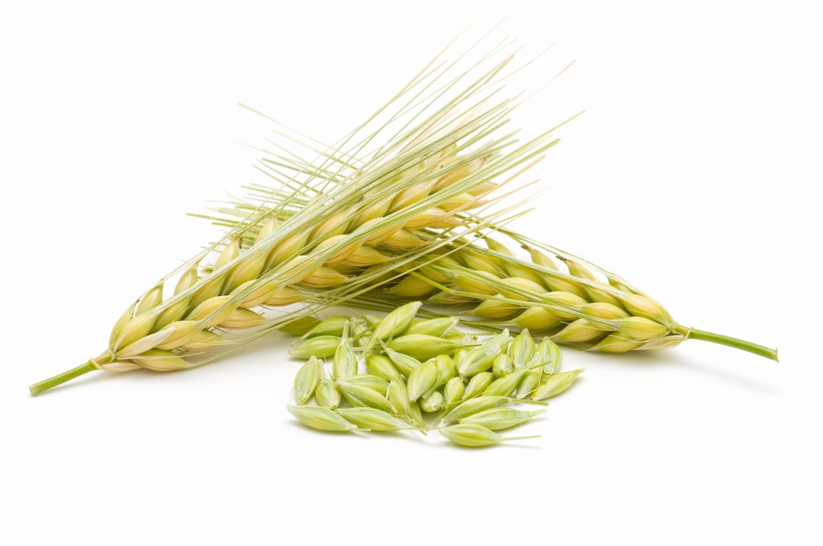 C:\Users\admin\Desktop\barley isolated.jpg
