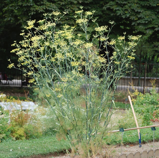 Fennel - Wikipedia