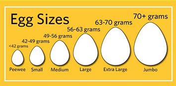 Making Substitutions for Different Egg Sizes and Weights | Eggs ...