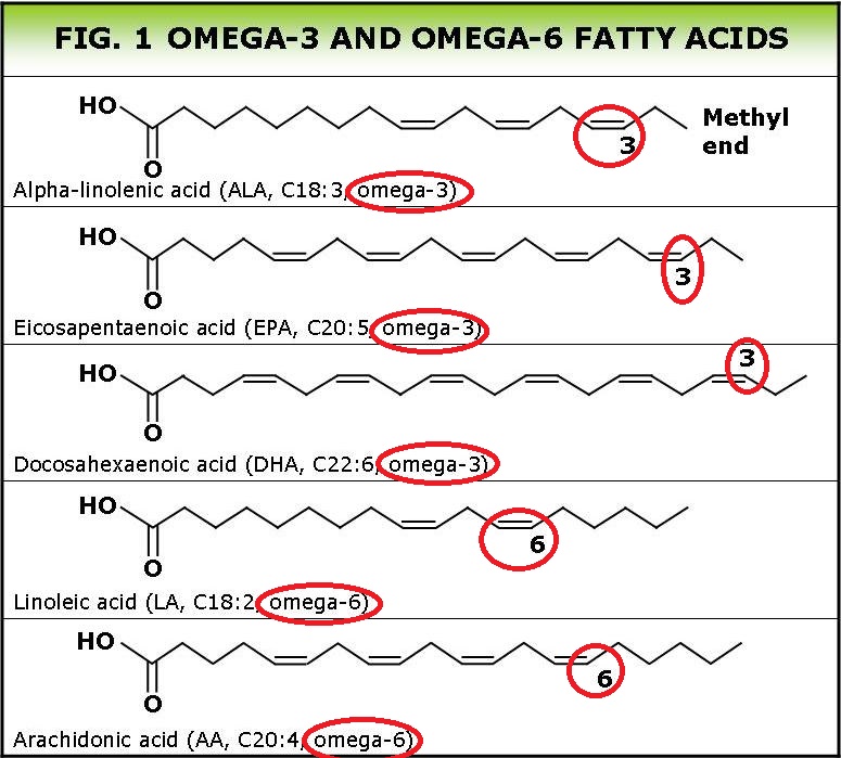 Image result for omega 3 fatty acid structure