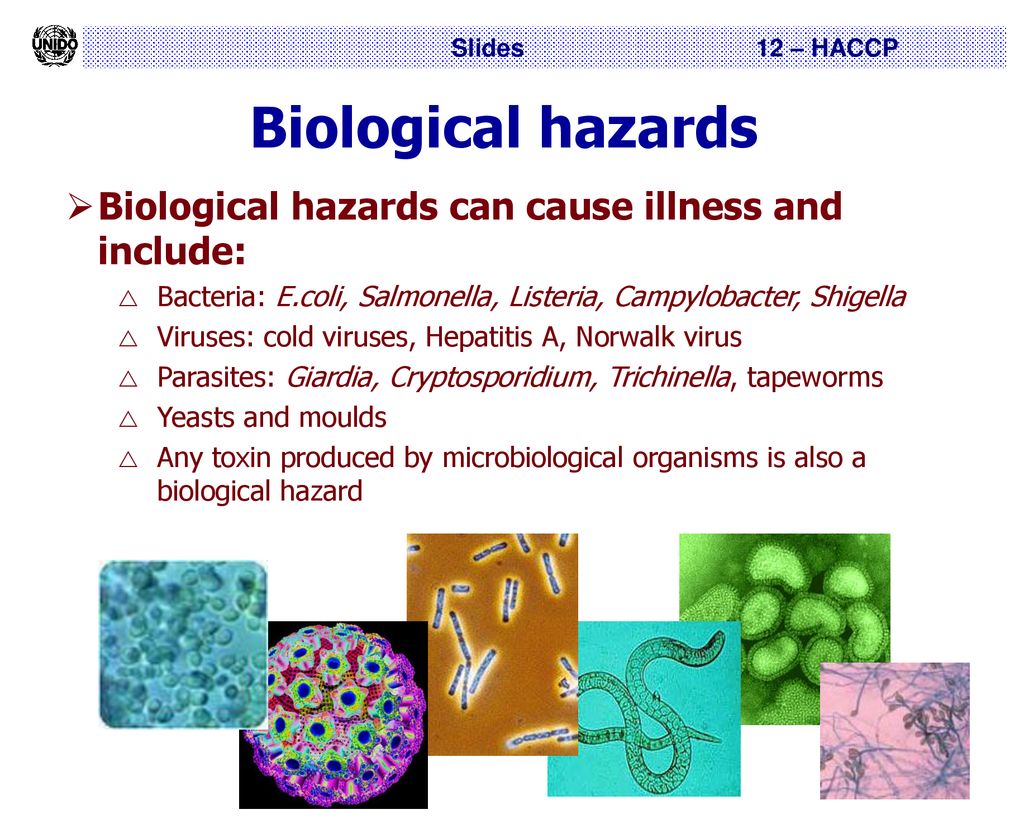 Image result for biological hazard in food