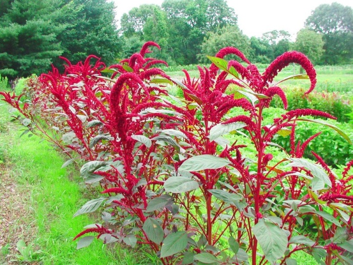 6 uses for amaranth that may surprise you