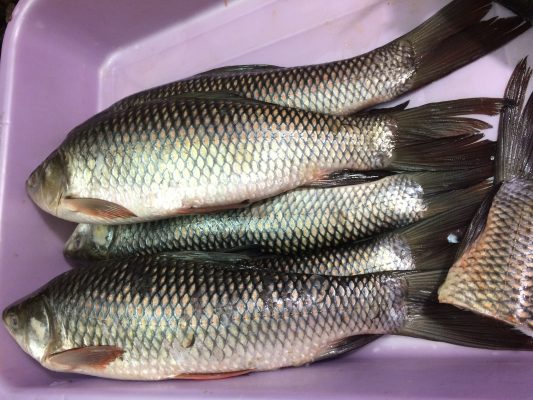 Rohu_Fish