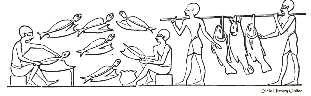 C:\Users\admin\Desktop\egyptian-drying-and-preparing-fish.gif