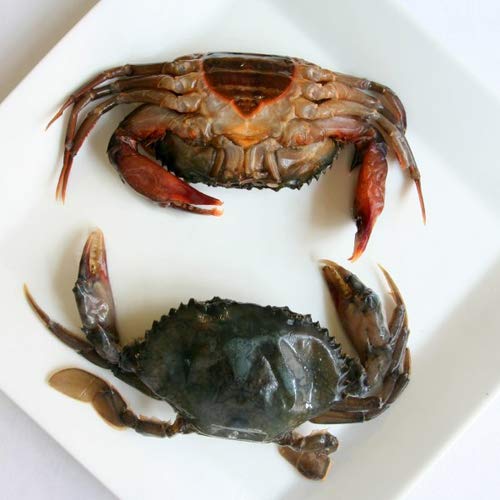 Dressed Chesapeake Soft Shell Crab - 5-5.5" Jumbos - Frozen - 4 ...